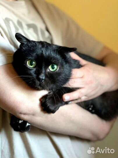 Черный кот в поисках дома