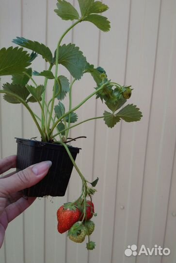 Растения. Продаю саженцы клубники