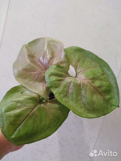 Сингониумы сортовые