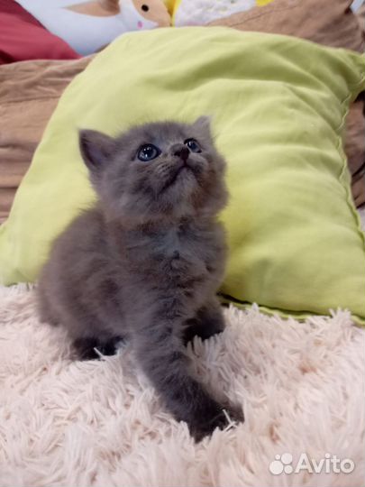Котенок девочка 1 месяц
