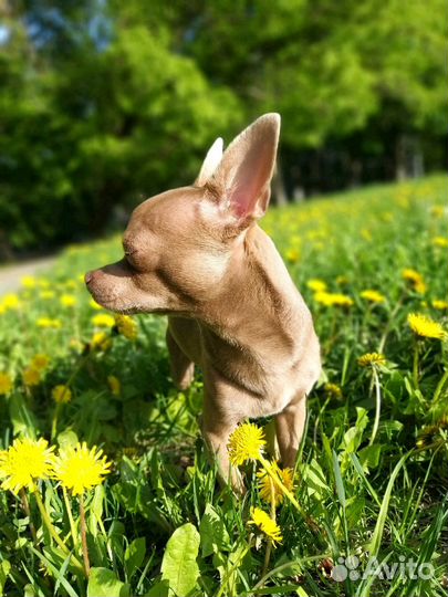 Ищем подругу