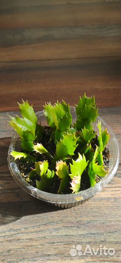 Домашние растения цветы