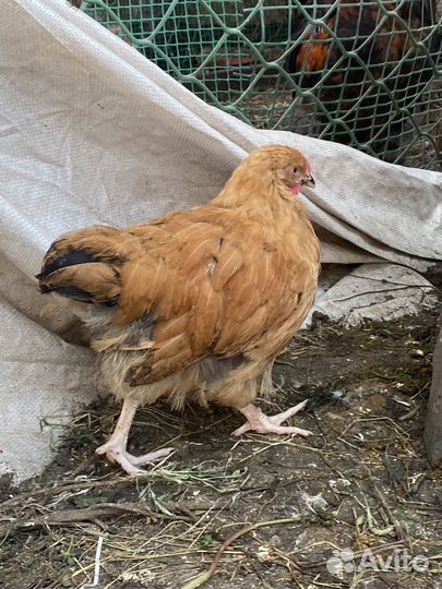 Куры Орпингтон