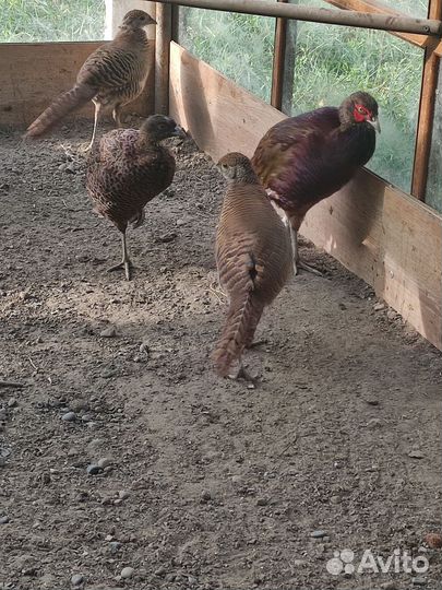 Фазан румынский