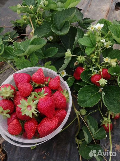 Рассада Клубники ремонтантная многоразовая