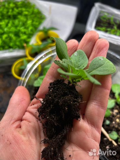 Рассада помидор