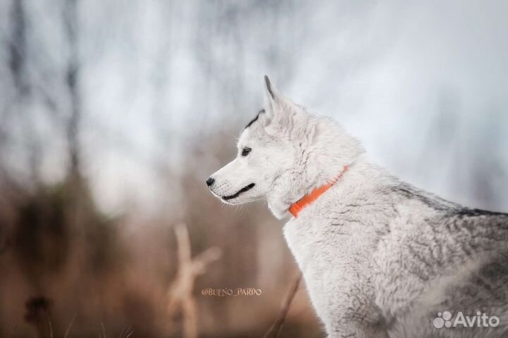 Сибирский хаски