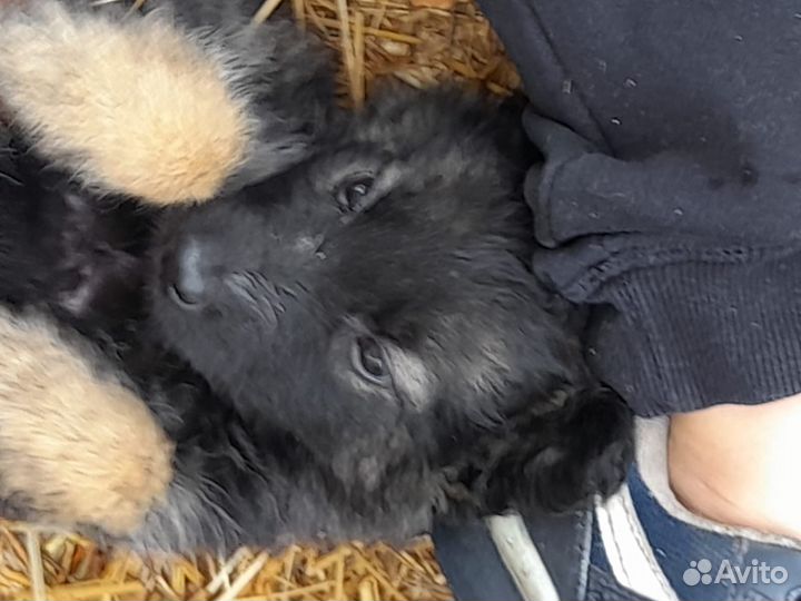 Щенки в добрые руки