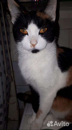 Передержка, зооняня, догситтер