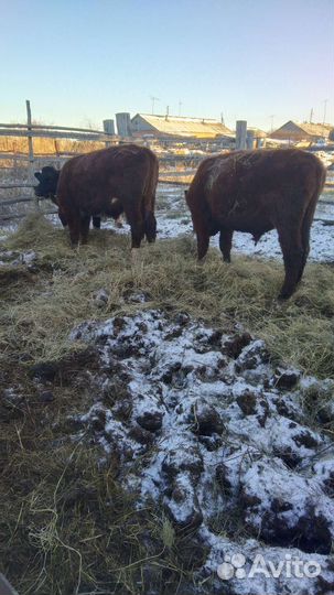Крс малодняк. Овцы