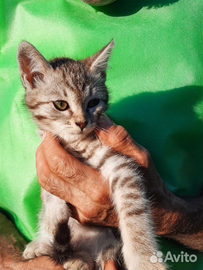 Котенок Тигруша ищет семью