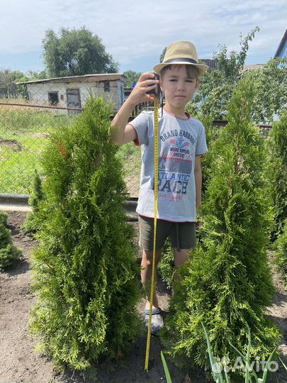 Туя смарагд