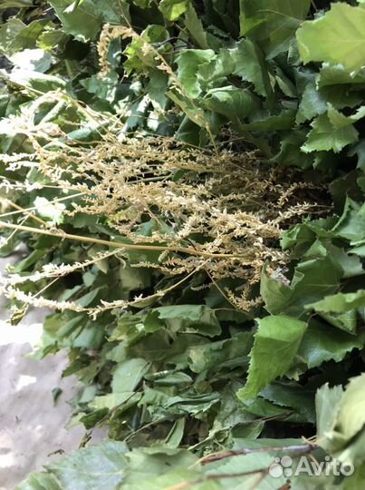 Веники для бани(липа, береза, дуб)