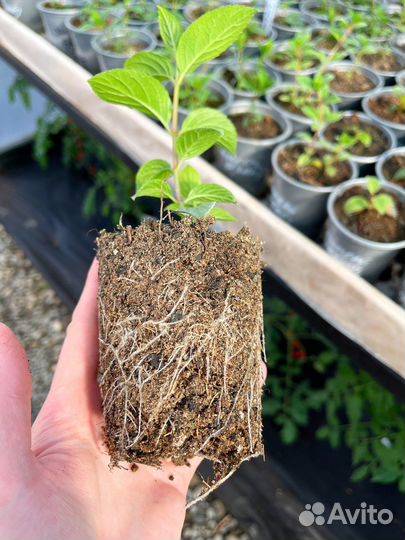 Гортензия метельчатая