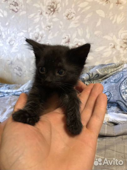 Котята отдам бесплатно