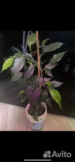 Фикус бенджамина