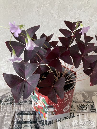 Кислица оксалис