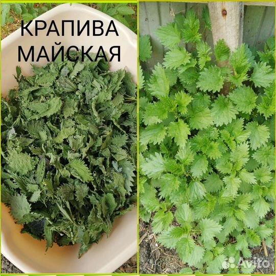 Лекарственные травы, ручной сбор.Тюмень