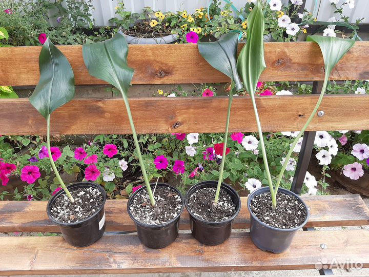 Амазонская Лилия, укорененные луковицы