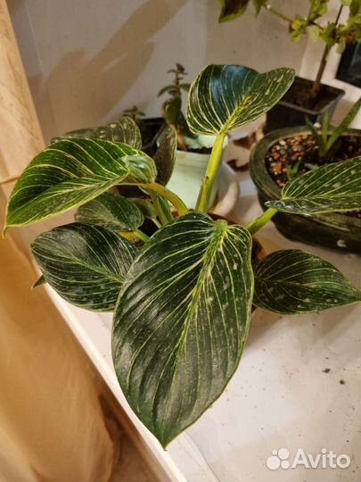 Филодендрон биркин