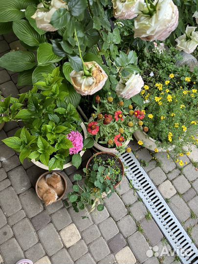 Котята в добрые руки приучены к лотку