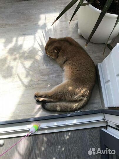 Кот Вязка Шотландская золотая шиншилла