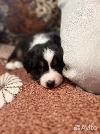 Щенки аусси