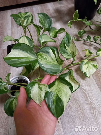 Сциндаптусы Эпипремнумы Марбл Квин, Эппл, Хэппи