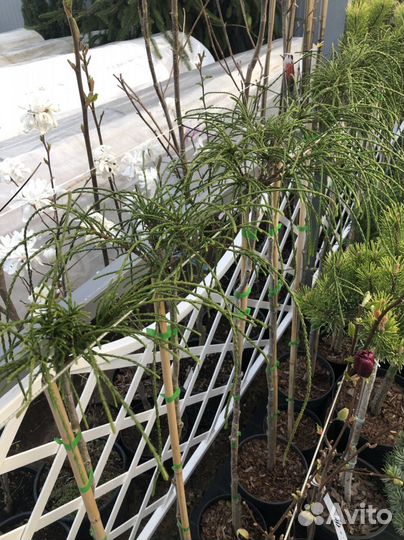 Туя Колумна. Туя Випкорд и другие. Растения