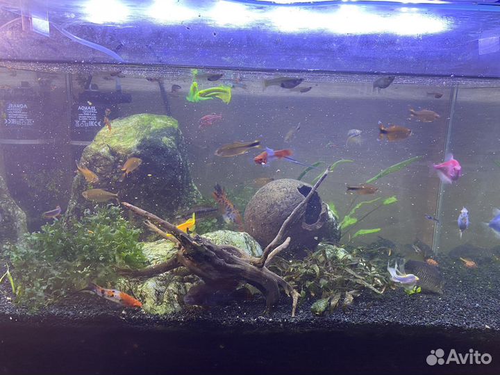 Аквариумные рыбки