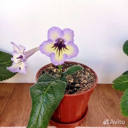 Стрептокарпус