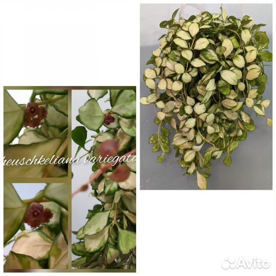 Хойя срезы 2