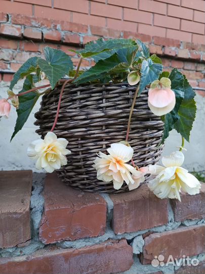 Кашпо из ротанга для растений