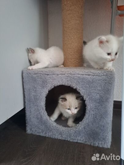 Белые пушистые котята