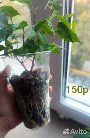 Фикус бенджамина