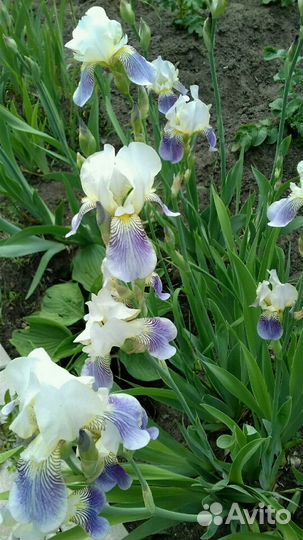 Ирисы