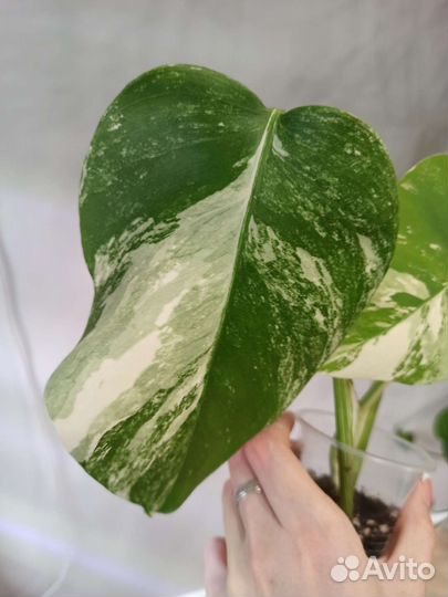 Монстера Альба