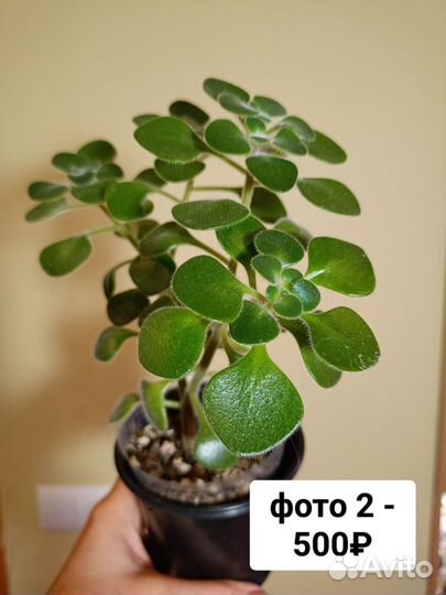 Аихризон Дерево Любви