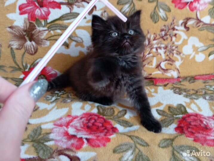 Котята от шотландской кошки