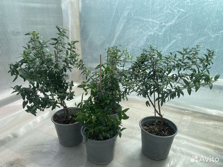 Комнатный мирт — тонкий аромат и изысканный силуэт