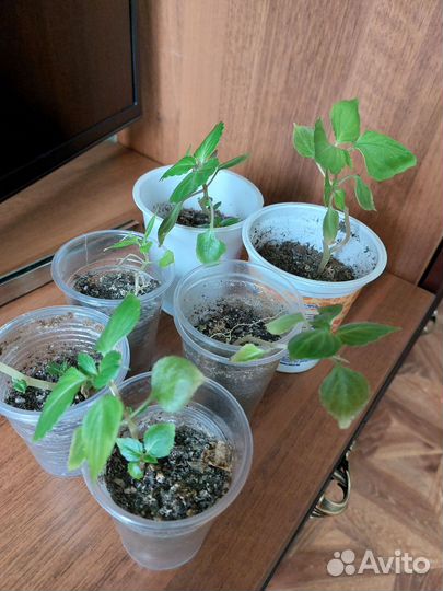 Бальзамин махровая