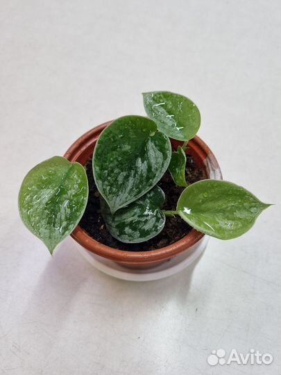 Сциндапсус сильвер энн