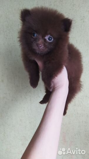 Померанский шпиц