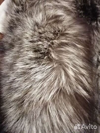 Натуральный мех Енота