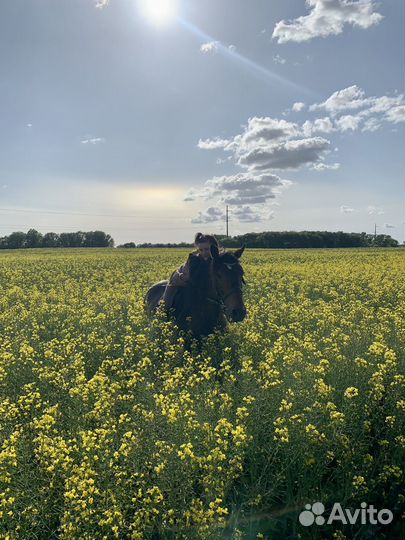 Конные прогулки, тренировки