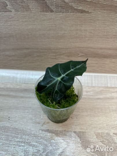 Алоказия Полли