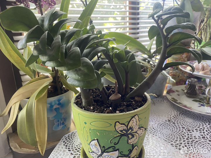 Замиокулькас зензи