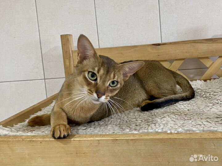 Абиссинский котик Ариан