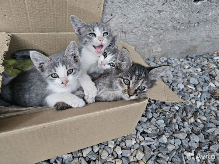 Кошки в добрые руки