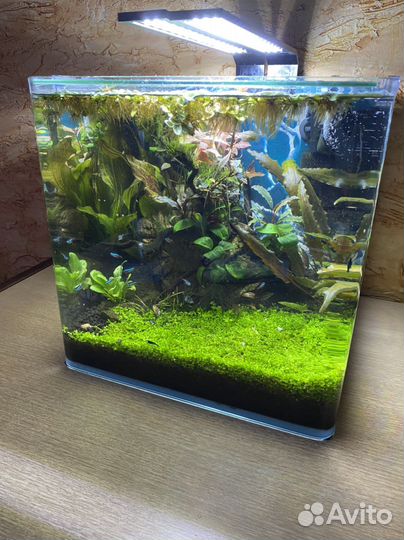 Аквариумные растения рыбки Аквариум Prime новый